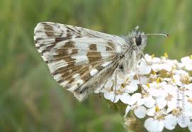 Attēlu rezultāti vaicājumam “Pyrgus alveus”