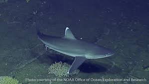 Image result for Carcharhinus albimarginatus