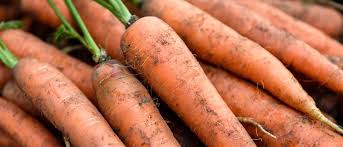 Image result for Möhren