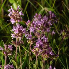 Image result for Thymus vulgaris