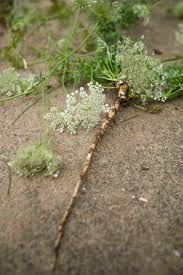 Attēlu rezultāti vaicājumam “Daucus carota subsp. carota flower”