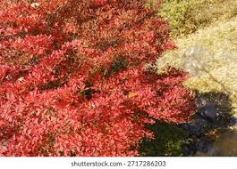 Attēlu rezultāti vaicājumam “Enkianthus chinensis leaf”