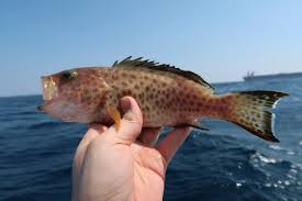 Image result for Epinephelus andersoni