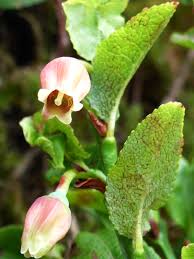 Attēlu rezultāti vaicājumam “Vaccinium myrtillus flower”