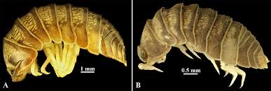 Attēlu rezultāti vaicājumam “Oniscoidea”