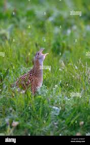 Attēlu rezultāti vaicājumam “Crex crex adult”