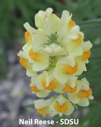 Attēlu rezultāti vaicājumam “Linaria loeselii bud”