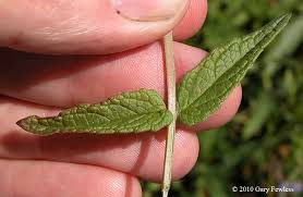 Attēlu rezultāti vaicājumam “Scutellaria galericulata leaf”