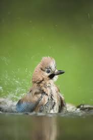 Attēlu rezultāti vaicājumam “Garrulus glandarius adult”