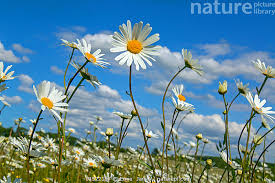 Attēlu rezultāti vaicājumam “Leucanthemum vulgare flower”