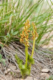 Attēlu rezultāti vaicājumam “Botrychium lunaria”