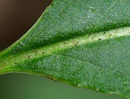 Attēlu rezultāti vaicājumam “Aronia melanocarpa leaf”