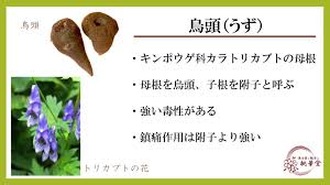 「烏頭みこと」の画像検索結果