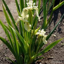 Attēlu rezultāti vaicājumam “Iris pseudacorus flower”