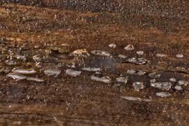 Attēlu rezultāti vaicājumam “Propolis farinosa”