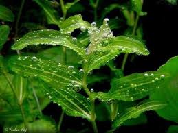 Attēlu rezultāti vaicājumam “Potamogeton perfoliatus fruit”