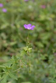 Attēlu rezultāti vaicājumam “Geranium palustre flower”
