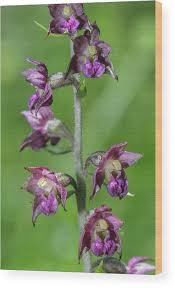 Attēlu rezultāti vaicājumam “Epipactis atrorubens flower”