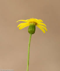 Attēlu rezultāti vaicājumam “Senecio vernalis leaf”