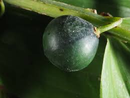 Attēlu rezultāti vaicājumam “Polygonatum multiflorum  fruit”