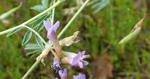 Attēlu rezultāti vaicājumam “Astragalus arenarius”