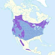 Image result for Hesperiphona vespertina