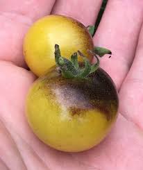 Afbeeldingsresultaat voor blushing yellow tomato