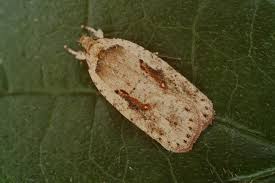Attēlu rezultāti vaicājumam “Agonopterix ocellana”
