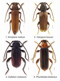 Attēlu rezultāti vaicājumam “Tetropium fuscum”