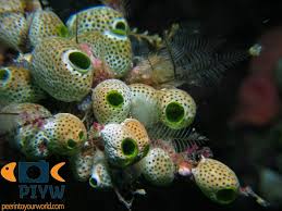 Attēlu rezultāti vaicājumam “Schistidium robustum”