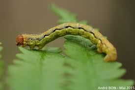 Attēlu rezultāti vaicājumam “Erannis defoliaria”