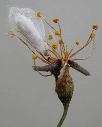 Attēlu rezultāti vaicājumam “Argyresthia pruniella”