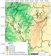 Attēlu rezultāti vaicājumam “Schoenus ferrugineus bud”