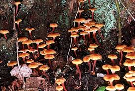 Attēlu rezultāti vaicājumam “Xeromphalina campanella”