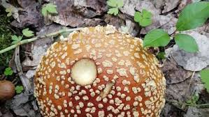 Attēlu rezultāti vaicājumam “Amanita regalis”