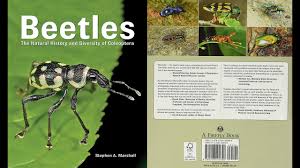 Attēlu rezultāti vaicājumam “Coleoptera”