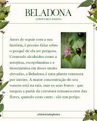 Image result for beladona