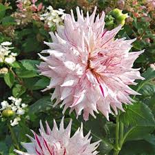 Image result for Dahlia `Snowflake`