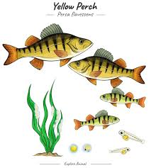 Image result for Perca flavescens