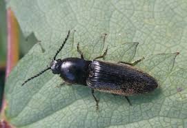 Attēlu rezultāti vaicājumam “Hemicrepidius sp.”