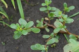 Attēlu rezultāti vaicājumam “Portulaca oleracea”