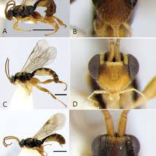 Attēlu rezultāti vaicājumam “Lasioptera rubi larva”
