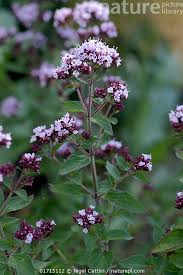 Attēlu rezultāti vaicājumam “Origanum vulgare flower”
