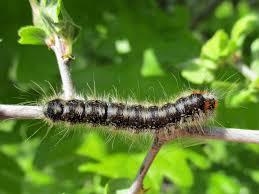 Attēlu rezultāti vaicājumam “Eriogaster lanestris”