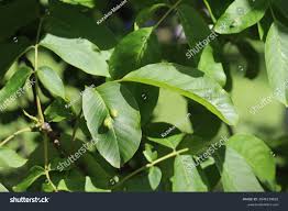 Attēlu rezultāti vaicājumam “Juglans regia leaf”