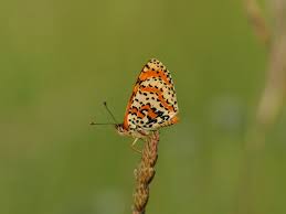 Attēlu rezultāti vaicājumam “Melitaea didyma”