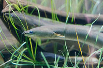 Image result for Anguilla rostrata