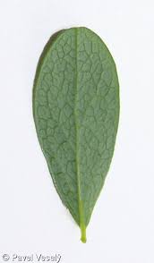 Attēlu rezultāti vaicājumam “Vaccinium uliginosum leaf”