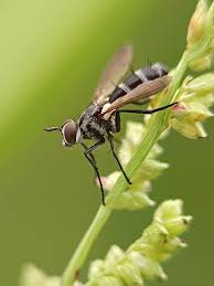 Attēlu rezultāti vaicājumam “Cylindromyia sp.”