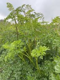Attēlu rezultāti vaicājumam “Cenolophium denudatum leaf”